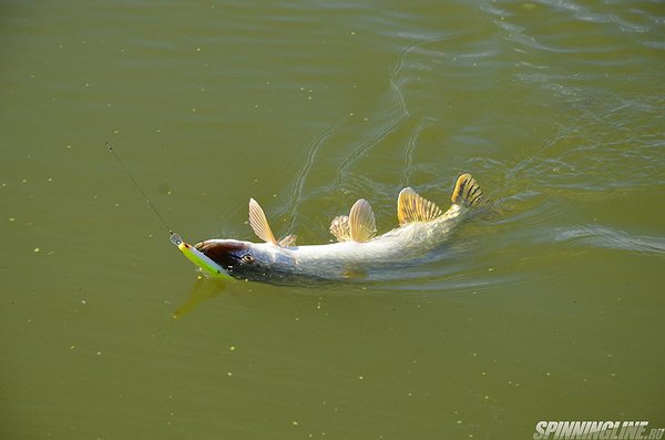 Изображение 1 : Рыболовный праздник на Гжелке